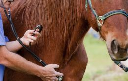La gripe equina es una enfermedad vírica muy contagiosa de las vías respiratorias altas de los caballos, que se caracteriza por tos, conjuntivitis, fiebre y flujo nasal