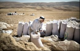 A pesar del empeoramiento general de las perspectivas de producción, hubo ”descensos relativamente pronunciados” en los precios del maíz y del trigo