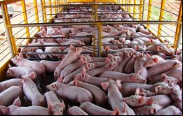 China es el principal importador de carne de cerdo y de los mayores productores del mundo, pero su creciente demanda está lejos de ser auto abastecida