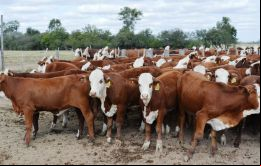 En enero-agosto de 2018 un total de 371 establecimientos faenó 8.870.000 vacunos. Del total, 84 plantas explicaron 75% de la faena con un promedio de 79 mil cabezas