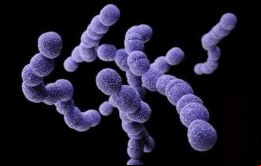 Streptococcus pyogenes (o estreptococo del grupo A) es una bacteria que produce la faringitis una de las infecciones bacterianas más frecuentes