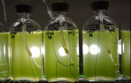 El Nobel de Química se reparte en una mitad para s Arnold y la otra mitad compartida para George Smith y Gregory Winter