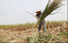 El azúcar es una de las principales explotaciones agrícolas de China y afecta los intereses económicos de más de 40 millones de productores azucareros.