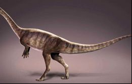 El cuello largo coloca el Macrocollum itaquii en el mismo grupo de dinosaurios sauropodomorfos junto con el Brachiosaurus y el Apatosaurus.
