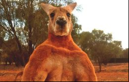 El animal, de 89 kilos y 182 centímetros de altura, vivía en el santuario de Alice Springs. En 2007, Barns lo encontró a unos 25 km de ese lugar, cuando patrullaba buscando animales atropellados. 