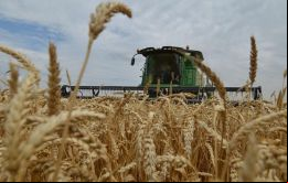 Argentina con un millón las hectáreas sembradas genera 3.741.000 toneladas anuales, un 21% se consume en el mercado local y un 28% se exportan