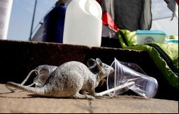Es una enfermedad infecciosa aguda que incluso puede llegar a ser mortal que se transmite por el ratón de cola larga