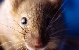 La transmisión del hantavirus es a través de la orina, de la materia fecal y de la saliva de los roedores -el ratón coli-largo, en el caso argentino