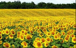 Los cultivos de girasol alcanzarán una cosecha estimada en cuatro millones de toneladas 