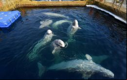 Liberaremos a todos los animales en su medio natural. Los científicos de Cousteau y expertos rusos determinarán cuándo y qué especies, dijo Oleg Kozhemiako