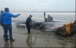 Se trataba de un ejemplar de tipo Fin (Balaenoptera physalus), que es posible observar en aguas chilenas durante periodos de alimentación