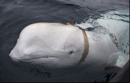 En Noruega se cree que lo más probable es que la poderosa base naval rusa en Múrmansk esté involucrada. <br />
