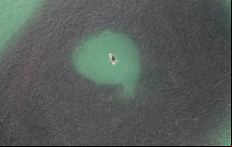 El momento fue captado el pasado 8 de mayo, cuando Holton descansaba en las costas de Sydney y vio una enorme sombra que se movía en el mar