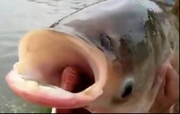 Para sorpresa de la pescadora, al sacar al pez del agua vio que se trataba de una trucha de lago con un tamaño normal, pero que presentaba dos enormes bocas. 