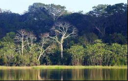 La situación en la Amazonía peruana está controlada y el incendio más próximo se ubica a poco más de 500 kilómetros de distancia de la región amazónica peruana