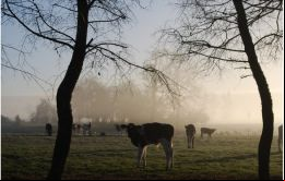  Los recursos irán destinados a forraje, insumos y remedios para los animales, y también para atender la bebida para el consumo humano y de los animales