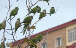 Según un censo realizado a mediados de julio, alrededor de unas 5.500 cotorras de dos especies, Argentina y de Krámer, habitan árboles y edificios