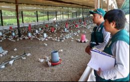 Perú al igual que Argentina cerró sus fronteras a productos avícolas de Chile hasta tanto se evalúa el desarrollo del foco de la enfermad