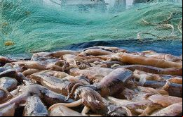  Las capturas de Loligo del 2015 hasta el 2019, fueron de 30.300 toneladas; 46.400 tons; 64.700 tons.; 80.000 tons.; y 80.600 tons, respectivamente.