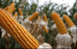 La primera estimación del cultivo de maíz arroja 2 millones de toneladas, y se espera que la producción maicera arroje la segunda mejor campaña de Argentina.