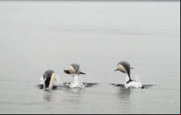 Este cetáceo tiene la particularidad de ser el único en su especie que no tiene aleta dorsal en el hemisferio sur.