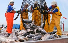 El gremio pesquero peruano señaló que en doce años el sector experimentó un crecimiento del 13.600% y actualmente mueve US$ 123 millones anuales en ventas.