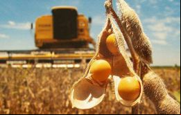 No es la primera vez que la soja brasileña deja una impronta. Su cosecha superó a la estadounidense en la temporada 2017-2018, de acuerdo con los datos del USDA