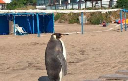 En las últimas horas circuló en las redes el video de un vecino de Miramar, donde se ve a un pingüino caminando por el centro de la localidad el cual fue devuelto al mar 