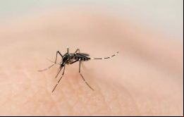 La Ciudad de Buenos Aires está catalogada como escenario de Riesgo alto con la presencia de tres serotipos diferentes de dengue: el DEN 1 y DEN 4, que representan el 54 y 42% respectivamente y el DE