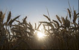 Argentina es uno de los principales exportadores mundiales de trigo y la siembra del cereal de la nueva campaña comenzará en las próximas semanas. 