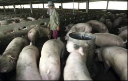 Los científicos detallaron que hay una nueva cepa de gripe de reciente aparición que es transmitido por cerdos pero pueden infectar a los humanos