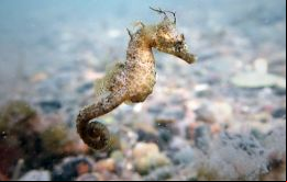 El primer individuo de la especie descrito para la ciencia venía de allí, pero luego descubrimos que tiene una distribución territorial bastante más amplia
