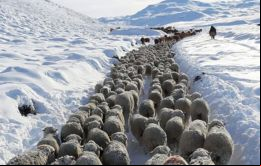 ”Los ganaderos cuentan de a cientos las pérdidas de ovinos muertos bajo la nieve y estiman otros tantos que aún restan desenterrar”, señaló La Opinión Austral de Río Gallegos 