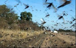 En los últimos días, ingresaron mangas de langostas de grandes extensiones al territorio santiagueño en Argentina