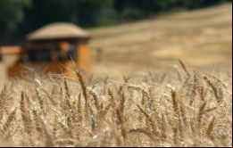 En su reporte de agosto, el USDA mantuvo sus previsiones para las cosechas argentinas de soja y de maíz 2020/21 en 53,5 millones y 50 millones de toneladas