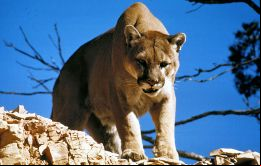 Los ganaderos del noroeste santacruceño ya no tendrán problemas con el puma y su presencia en sus tierras significará una fuente de ingresos