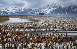 Georgia del Sur es el hogar de la mayor concentración de aves y mamíferos marinos del planeta 