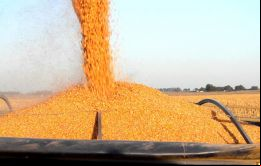 El grupo ABPA, que representa al sector avícola y porcino que depende de ambos granos como alimento para animales, solicitó la exención el mes pasado
