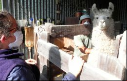 Los nanoanticuerpos VHH provenientes de llamas y los anticuerpos IgY, derivados de la yema de los huevos de gallina, muestran capacidad de neutralizar la infección
