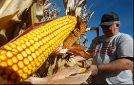 El USDA dijo que se reservaron 891.540 toneladas de maíz para su entrega en el año comercial actual 2020/21 y el saldo está programado para enviarse en 2021/22