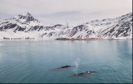 El nuevo estudio sugiere que las ballenas jorobadas también están regresando a la región. Foto: John Dickens / BAS