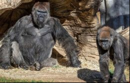 Aparte de un poco de congestión y tos, los gorilas están bien, sostuvo Lisa Peterson, directora ejecutiva del zoológico de San Diego