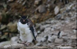 Para cumplir con el ciclo anual de muda de plumaje los pingüinos deben quedarse en la costa o tierra firme por tres a cuatro semanas, período en el cual no pueden retornar al mar para alimentarse