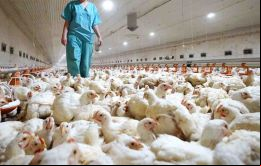 ”La información sobre el primer caso registrado en el mundo de transmisión de gripe aviar (H5N8) al ser humano ya ha sido enviada a la OMS”, explicó Anna Popova.