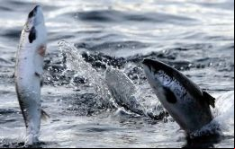 La asamblea donde se discutió la posibilidad de una industria de salmones en cautiverio en las Falklands estuvo muy concurrida y fue muy participativa