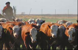 El objetivo de la medida es mejorar el seguimiento de las exportaciones de carne vacuna y el suministro al mercado interno, dijo el gobierno en un comunicado.
