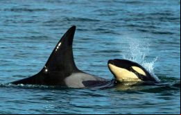  Las orcas son una especie extremadamente inteligente (Foto TELAM M. Ochoa)
