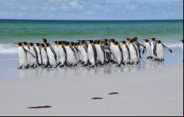 Los proyectos elegibles deben demostrar el beneficio que representan para el medio ambiente natural de las Falklands