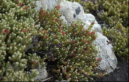 Acampantes y caminantes han denunciado que han visto muchas Empetrum rubrum secas y/o mustias; investigadores apuntan a un hongo aeróbico