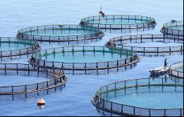 Un NO a la explotación industrial del salmón, no queremos nada de eso en las Islas por el impacto sobre el medio ambiente y la vida silvestre de las Islas.